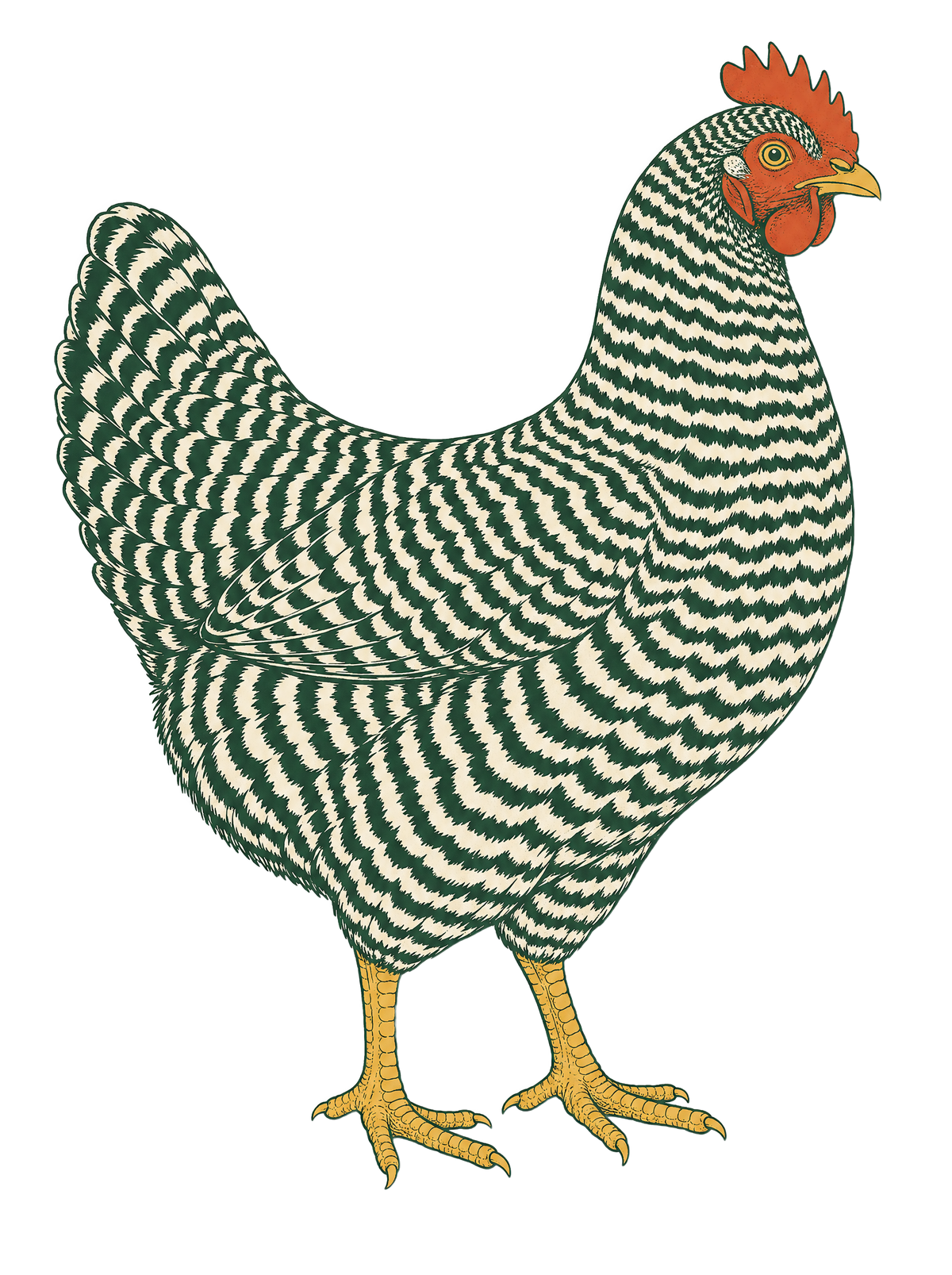 Barred Rock breed illustration